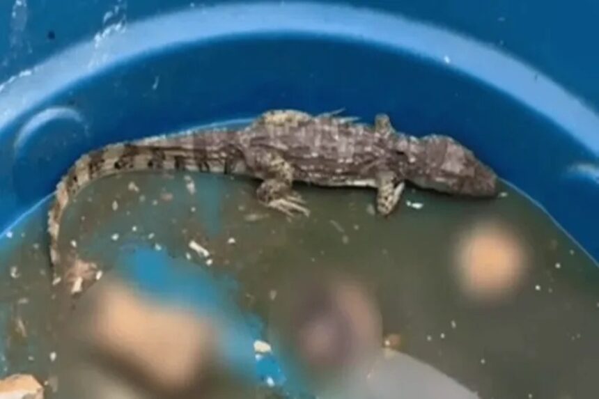 Ícone de sino para notificações